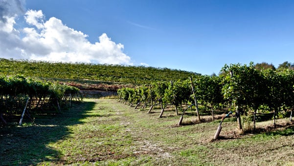 Monte Zovo – Famiglia Cottini
