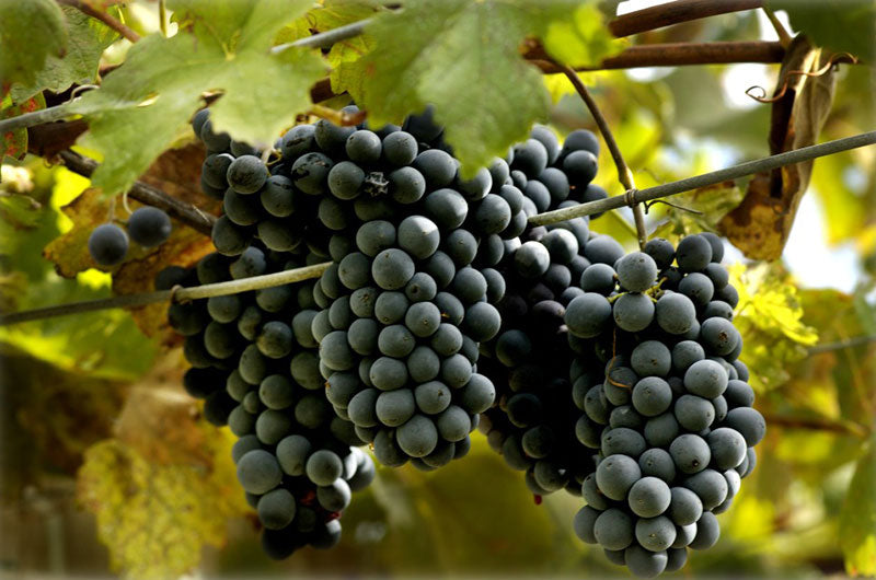 Montepulciano 1 Montepulciano 1