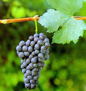 Nebbiolo 1 Nebbiolo 1
