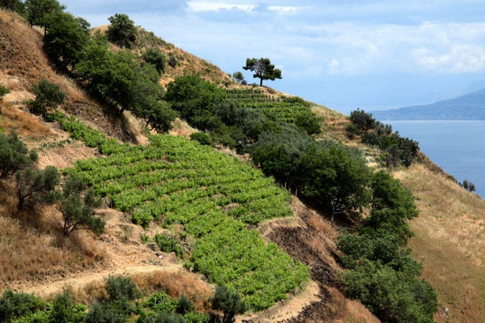 Palari