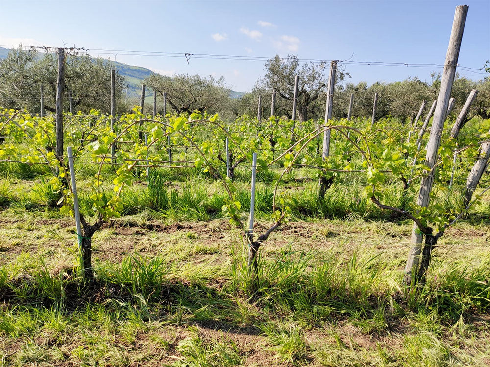 Pietrefitte Pietrefitte