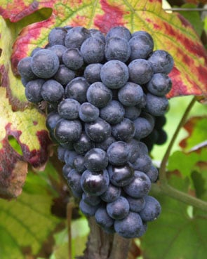 Pinot Meunier 1 Pinot Meunier 1