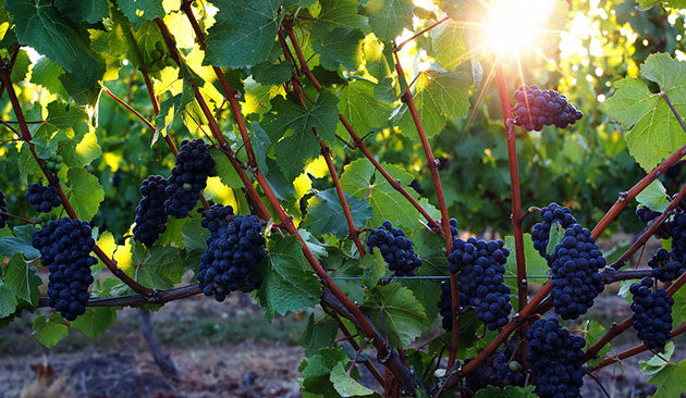 Pinot Nero 2 Pinot Nero 2