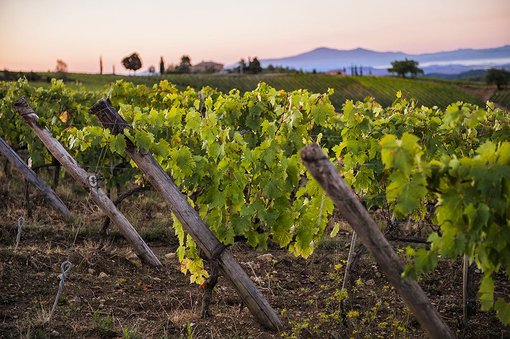 Ricasoli 1141 Ricasoli 1141