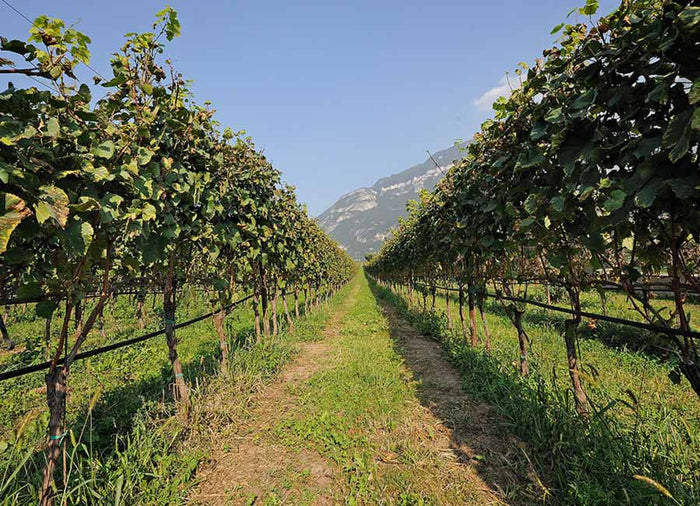 Roeno Azienda Agricola