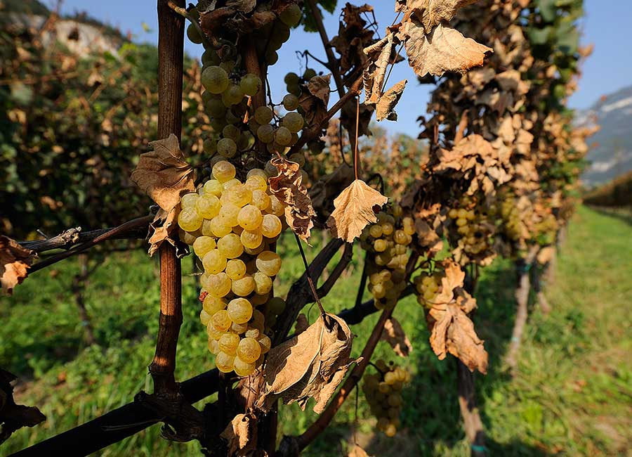 Roeno Azienda Agricola Roeno Azienda Agricola