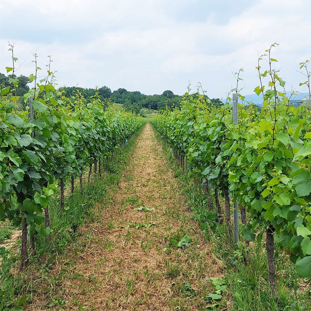 Ronco Blanchis Ronco Blanchis