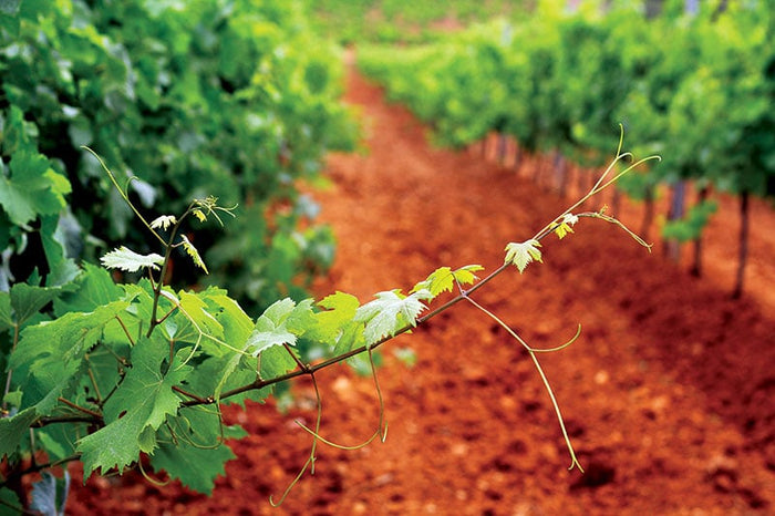 San Marzano