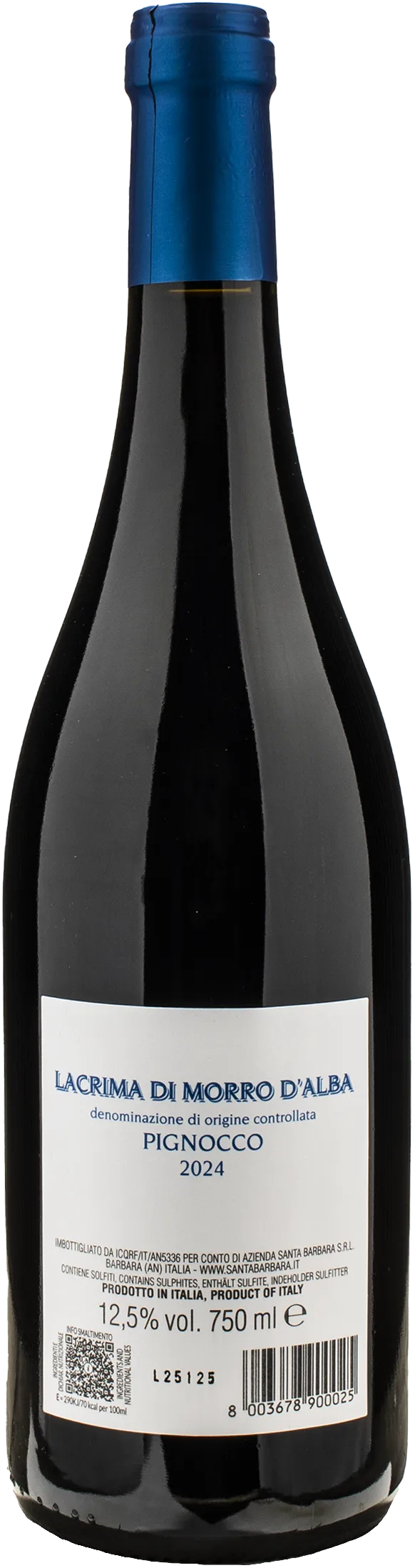 Santa Barbara Lacrima di Morro d'Alba Pignocco 2024
