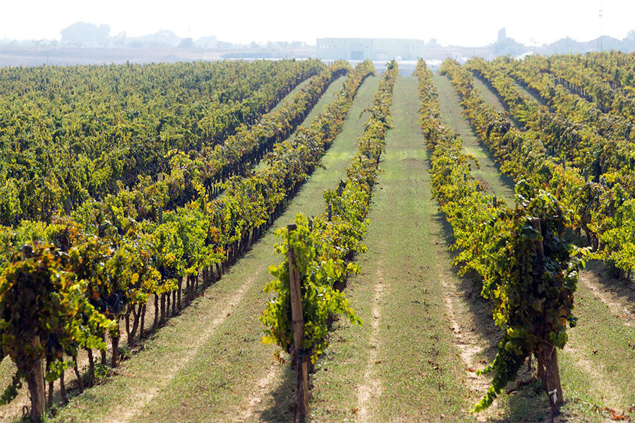 Santa Tresa Santa Tresa