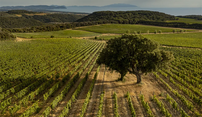 Tenuta Argentiera