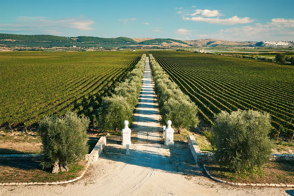 Tenuta Bocca di Lupo Tenuta Bocca di Lupo