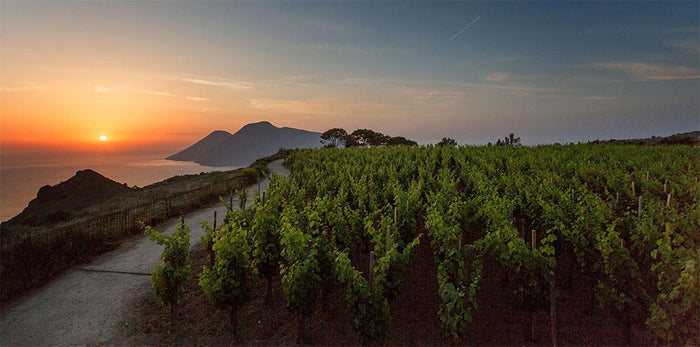 Tenuta di Castellaro