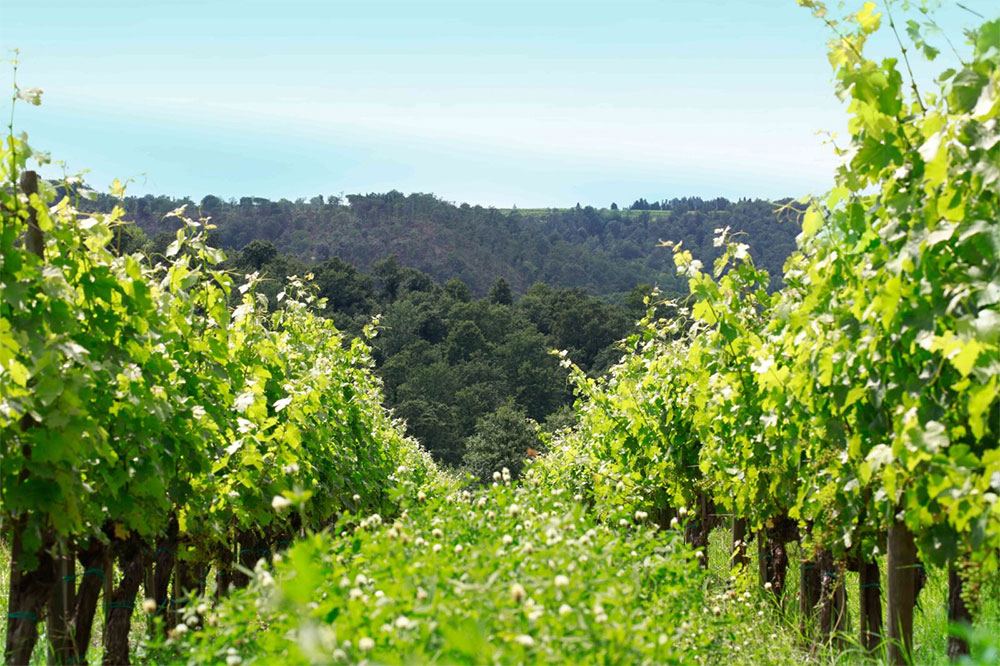 Tenuta Ghizzano Tenuta Ghizzano