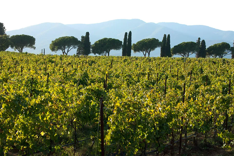 Tenuta la Badiola Tenuta la Badiola