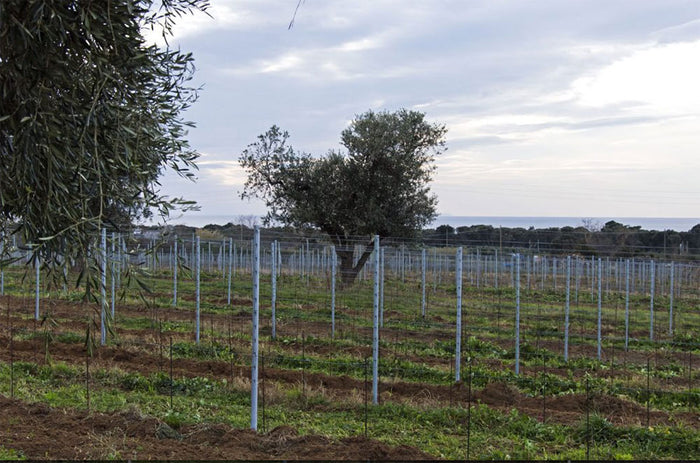 Tenuta le Colonne