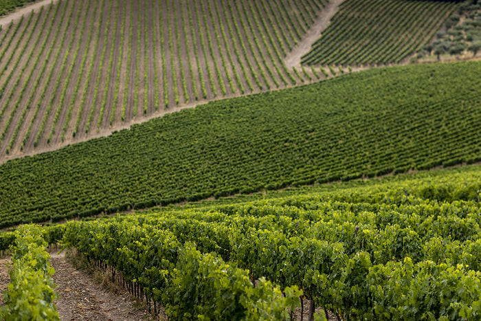 Tenuta Perano - Frescobaldi