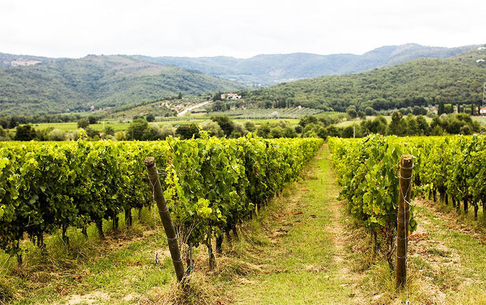 Tenuta Sette Ponti