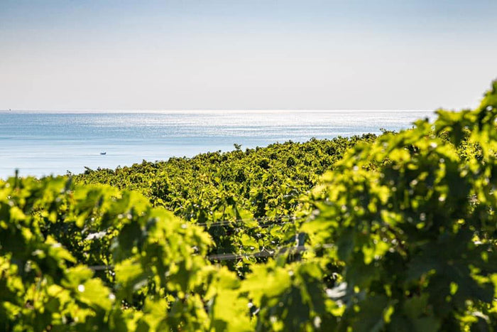 Tenuta Terraviva