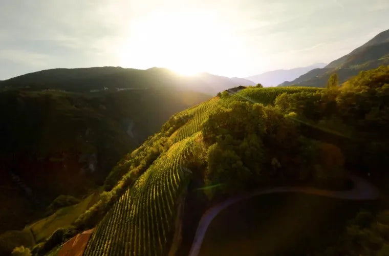 Tiefenbrunner Tiefenbrunner