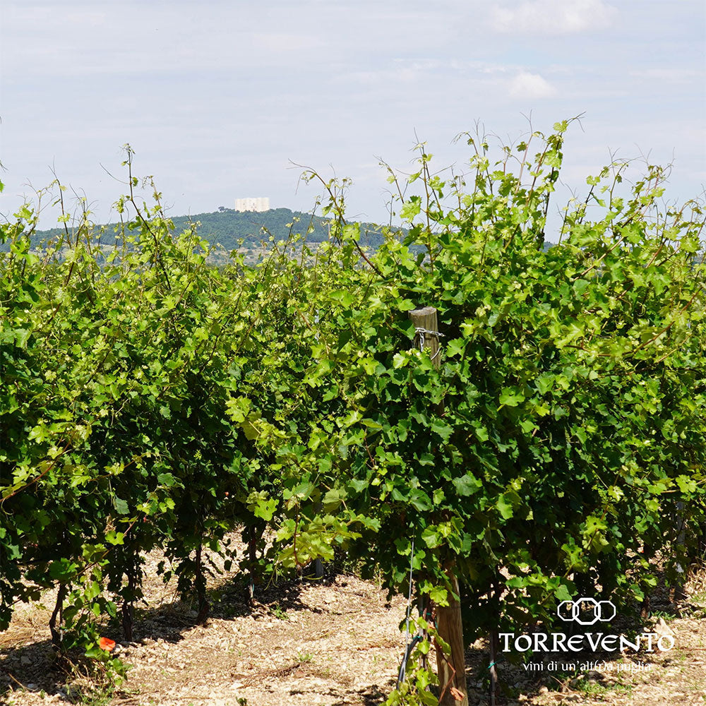 Torrevento Torrevento