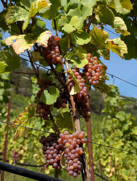 Traminer Aromatico 1 Traminer Aromatico 1