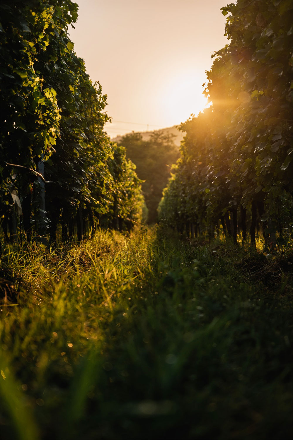 Valentina Cubi Valentina Cubi