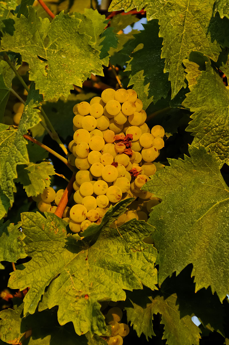 Verdicchio Bianco 1 Verdicchio Bianco 1