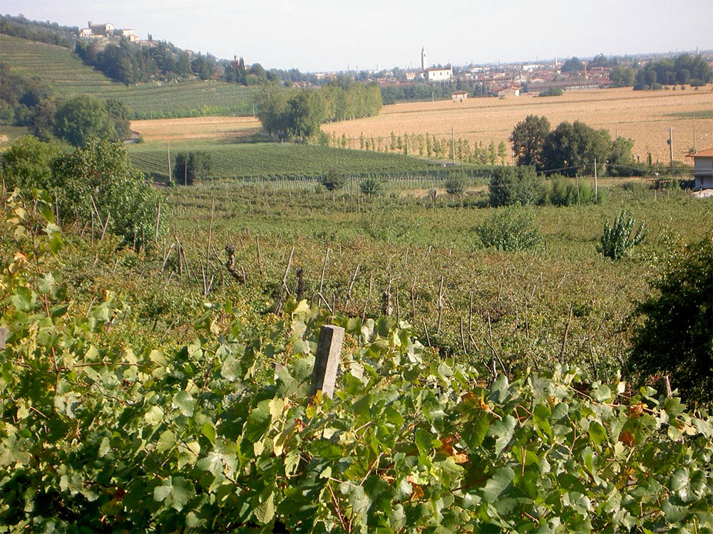 Vigneti Cenci Vigneti Cenci