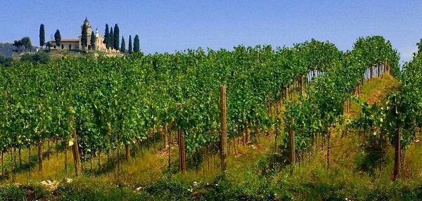 Vigneti Cenci Vigneti Cenci