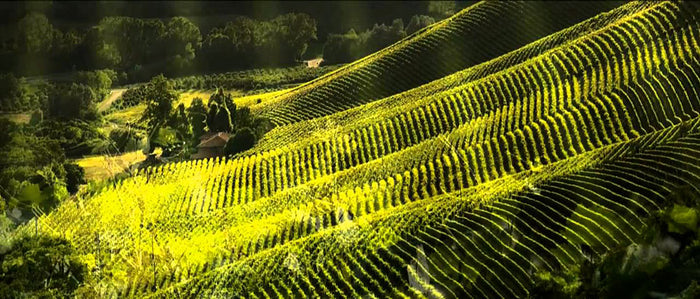 Vigneti Massa