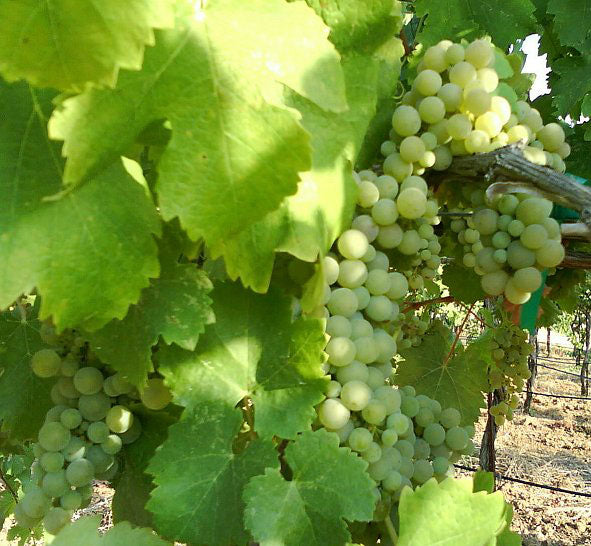 Viognier 1 Viognier 1