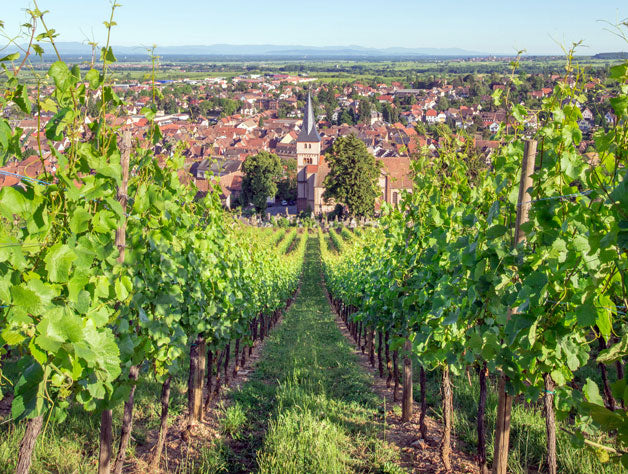 Willm Alsace