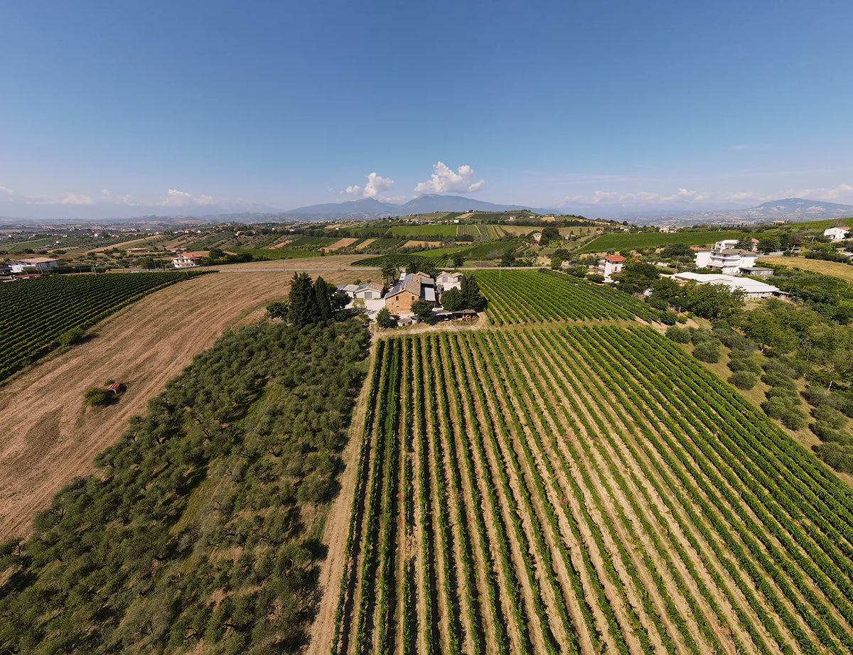 Xperience Velenosi "Tasting with Velenosi Family"