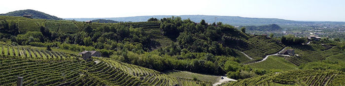 Zucchetto Paolo Azienda Agricola
