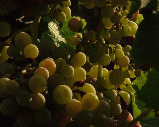 Aglianico 1