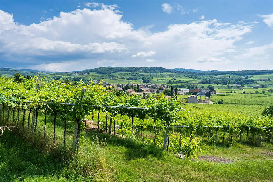 Agricola Cottini