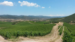 Agricola Punica