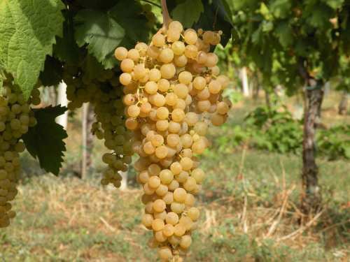 Albana 1