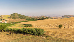 Alessandro di Camporeale