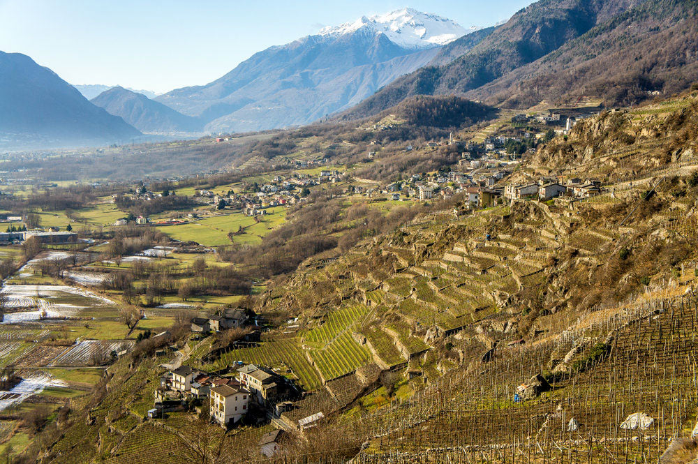 Alfio Mozzi Azienda Agricola