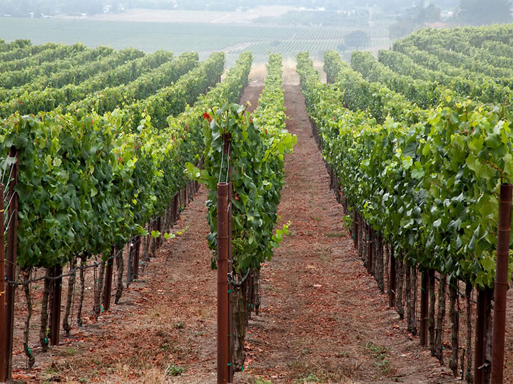 Anthill Farms Winery
