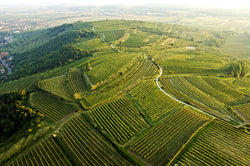 Arndorfer