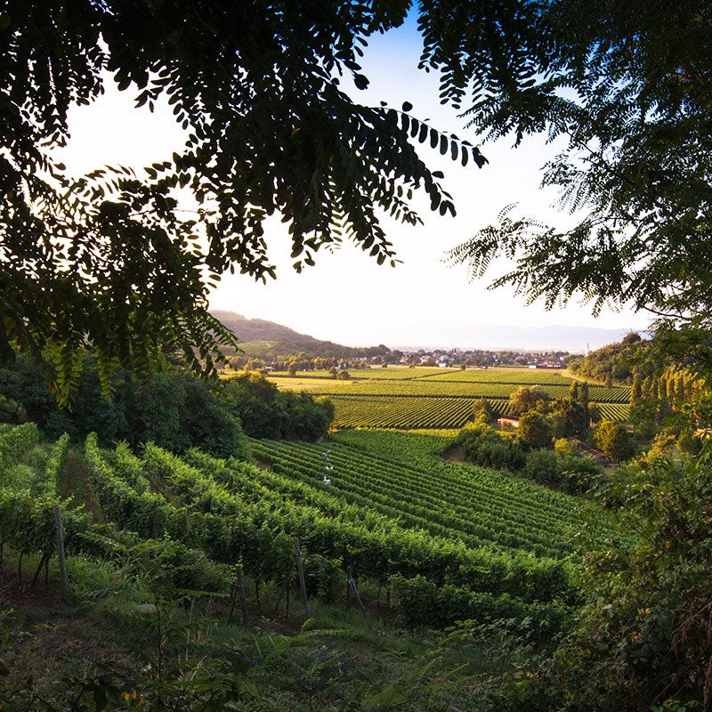 Attems - Frescobaldi