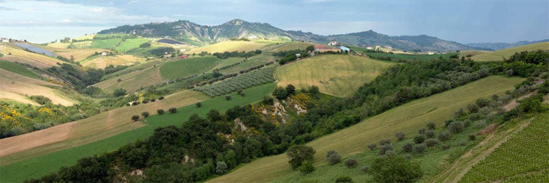 Ausonia
