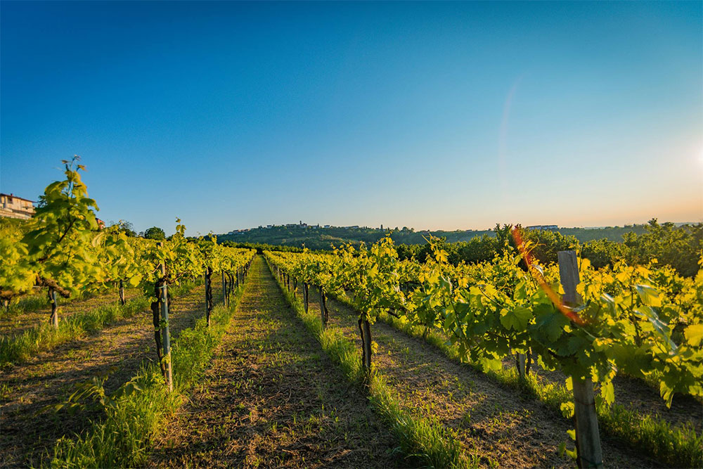 Azienda Agricola Mario Giribaldi
