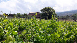 Azienda Agricola Montedolce