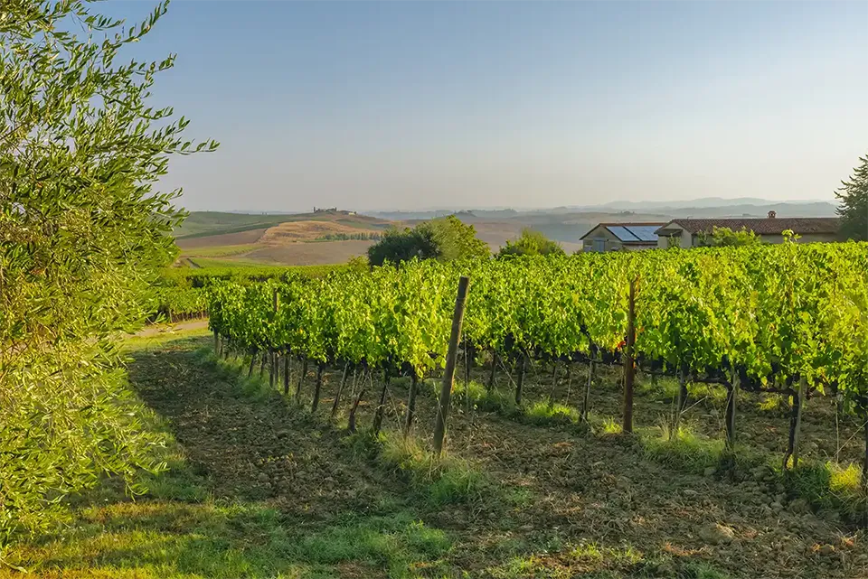 Azienda Agricola Pinino