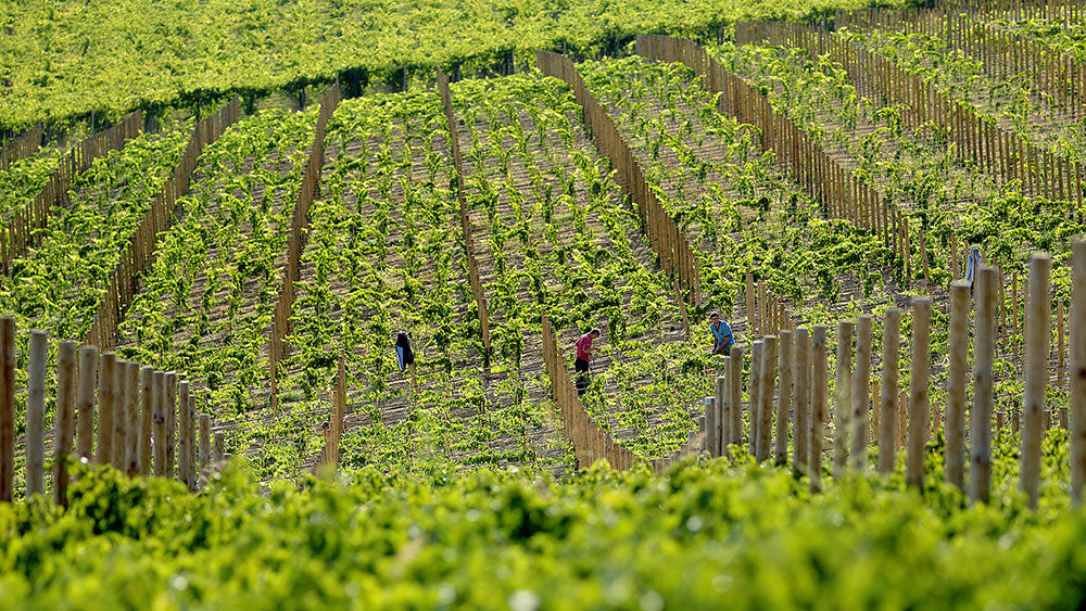Azienda Nicola Di Sipio
