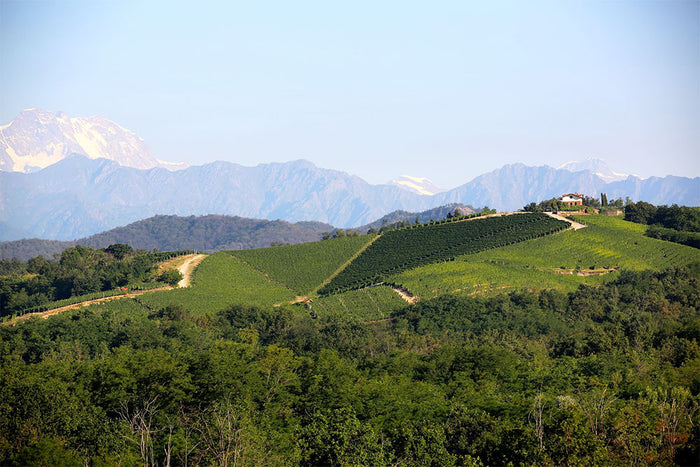 Azienda Vinicola Nervi